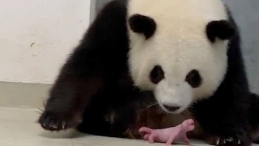 Fenomena Langka, Seekor Panda di Berlin Lahirkan Anak Kembar