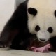 Fenomena Langka, Seekor Panda di Berlin Lahirkan Anak Kembar