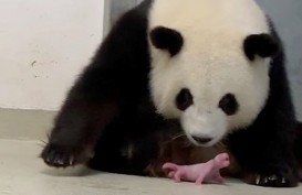 Fenomena Langka, Seekor Panda di Berlin Lahirkan Anak Kembar