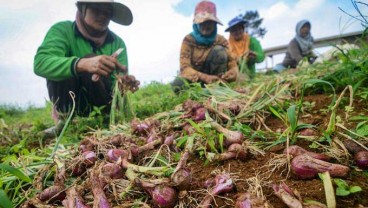 Jaga Stabilitas Harga, Bulog Diharapkan Serap Bawang Merah Petani