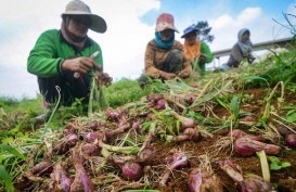 Jaga Stabilitas Harga, Bulog Diharapkan Serap Bawang Merah Petani
