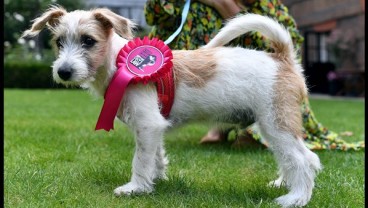 PM Inggris Boris Johnson dan Pacarnya Adopsi Anak Anjing