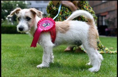 PM Inggris Boris Johnson dan Pacarnya Adopsi Anak Anjing