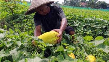 Pemerintah Usulkan Kenaikan Tarif Impor Produk Hortikultura dan Peternakan