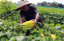 Pemerintah Usulkan Kenaikan Tarif Impor Produk Hortikultura dan Peternakan