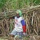 Perluas Lahan Perkebunan Tebu, Indonesia Swasembada Gula pada 2029
