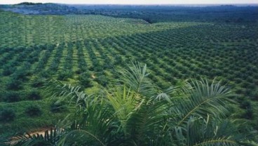 Muara Enim Bidik Peremajaan 5.000 Ha Kebun Sawit