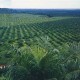 Muara Enim Bidik Peremajaan 5.000 Ha Kebun Sawit