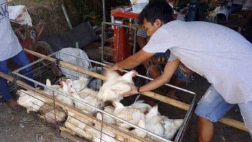 Harga Ayam di Tingkat Peternak Anjlok Lagi