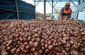 Harga Anjlok, Industri Diminta Serap Produksi Bawang Merah
