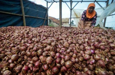 Harga Anjlok, Industri Diminta Serap Produksi Bawang Merah