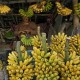 Kemarau Jadi Berkah bagi Petani Buah Tropis