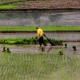 Korporasi Besar Kuasai Benih Rugikan Petani