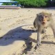 Dikurangi, Monyet Ekor Panjang di Gunung Kidul Ternyata Diekspor
