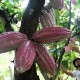PRODUKTIVITAS PERKEBUNAN : Peremajaan Tanaman Kakao Capai 69%