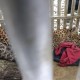 Macan Tutul Lawu Mati di Taman Jurug karena Sakit