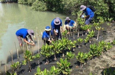 Penyelamatan Hutan Bakau, 3M Indonesia Berdayakan Pesisir Semarang