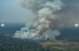 Leonardo DiCaprio Resah, Pakar Sebut Hutan Amazon Tak Produksi 20 Persen Oksigen 