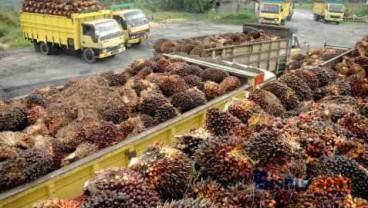 Kampanye Negatif Korindo, Ekspansi Produksi CPO Tertahan