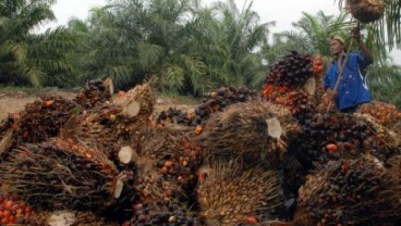 Stok Sawit Malaysia Turun, Harga CPO Menanjak