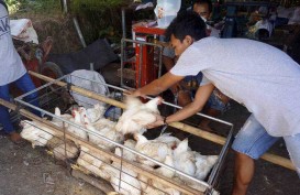 Kampung Rawa Jakarta Tolak Penampungan Ayam