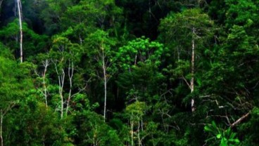 Indonesia Jadi Satu-satunya Negara yang Disebut Maju dalam Menangani Deforestasi