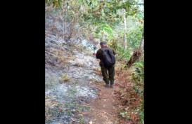 Gara-Gara Pencari Madu Bakar Jerami, 3 Hektare Hutan Gunung Lawu Terbakar