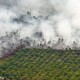 19 Orang Jadi Tersangka Kebakaran Hutan di Jambi