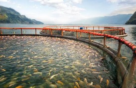 KKP Tebar 266.000 Benih Ikan di Danau Toba