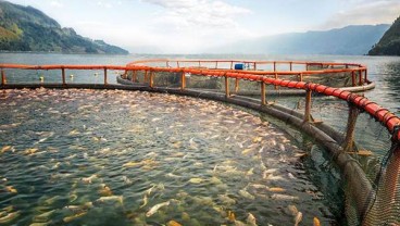 KKP Tebar 266.000 Benih Ikan di Danau Toba