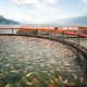 KKP Tebar 266.000 Benih Ikan di Danau Toba