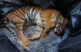 Separuh Harimau asal Kuil di Thailand Mati Akibat Wabah