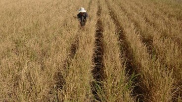 Kekeringan, 425 Ha Sawah di Lebak Gagal Panen