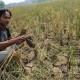 114 Hektare Sawah di Bangka Selatan Terancam Gagal Panen