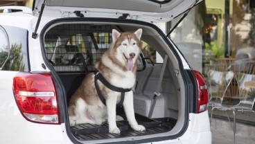 Memelihara Anjing Sehatkan Jantung