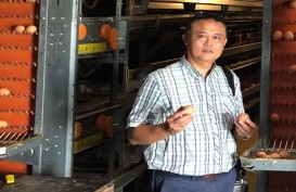 Berdikari Targetkan Impor 30.000 Ekor Sapi hingga Akhir 2019