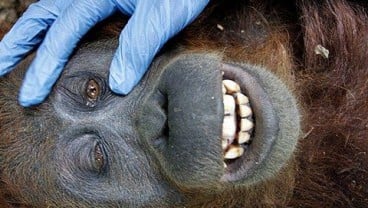 Dampak Karhutla, 37 Orang Utan di Kalimantan Tengah Terjangkit ISPA