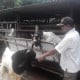 Kulonprogo Gelar Kontes Kambing Etawa & Sapi Potong