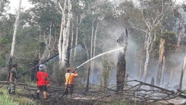 Foto 138,16 Hektare Taman Nasional Danau Sentarum Hangus Terbakar