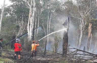 Foto 138,16 Hektare Taman Nasional Danau Sentarum Hangus Terbakar