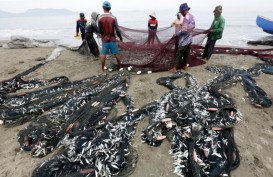 Fenomena dan Misteri Matinya Ikan di Pesisir Ambon