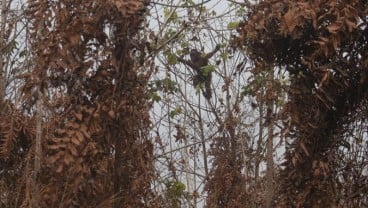 Habitat Orangutan Terancam Kebakaran Hutan