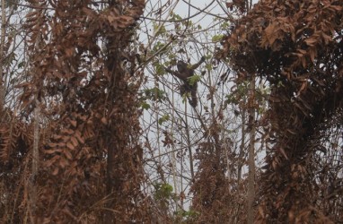 Habitat Orangutan Terancam Kebakaran Hutan