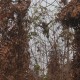 Habitat Orangutan Terancam Kebakaran Hutan