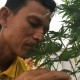 Di Negara Ini, Semua Orang Ingin Menanam Ganja