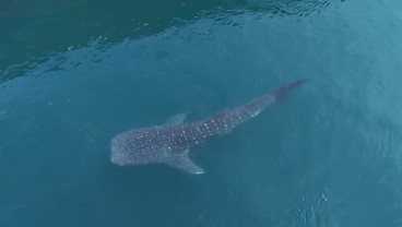 Hiu Paus yang Terperangkap di PLTU Paiton Berhasil Dikembalikan ke Laut Lepas