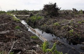 Riau Dorong Lahan Gambut Ditanami Ubi Kayu