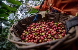 Harga Kopi Anjlok, Indonesia Usul Pengendalian Pasokan