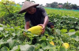 UU Sistem Budidaya Pertanian Berkelanjutan Dinilai Susahkan Petani