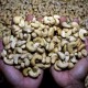Penelitian Buktikan Makan Kacang Cegah Berat Badan Naik
